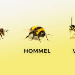 bij hommel wesp